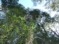 Acronychia oblongifolia