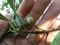 Acronychia oblongifolia