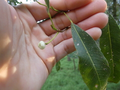 Acronychia oblongifolia