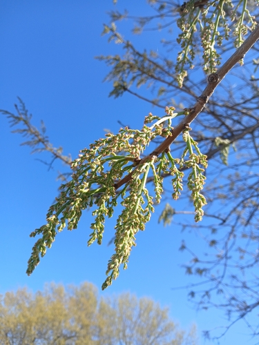 Chinese pistache (Pistacia chinensis)