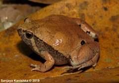Microhyla mihintalei