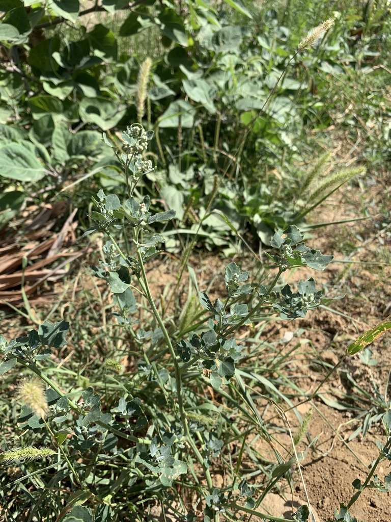Chenopodium sosnowskyi