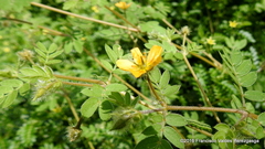 Kallstroemia hirsutissima