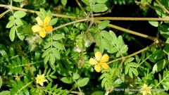 Kallstroemia hirsutissima