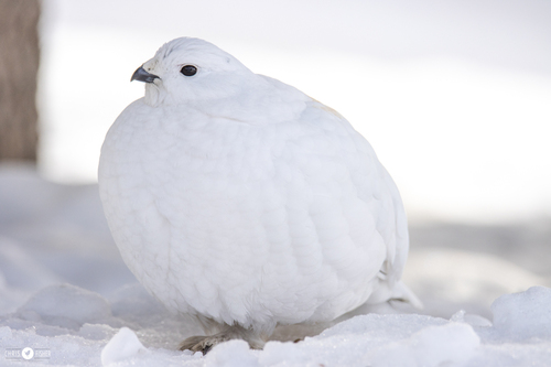 Willow Ptarmigan, Yellowknife, NT X0E, Canada, photo 7 of 10