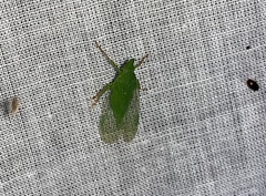 Rhynchomitra microrhina