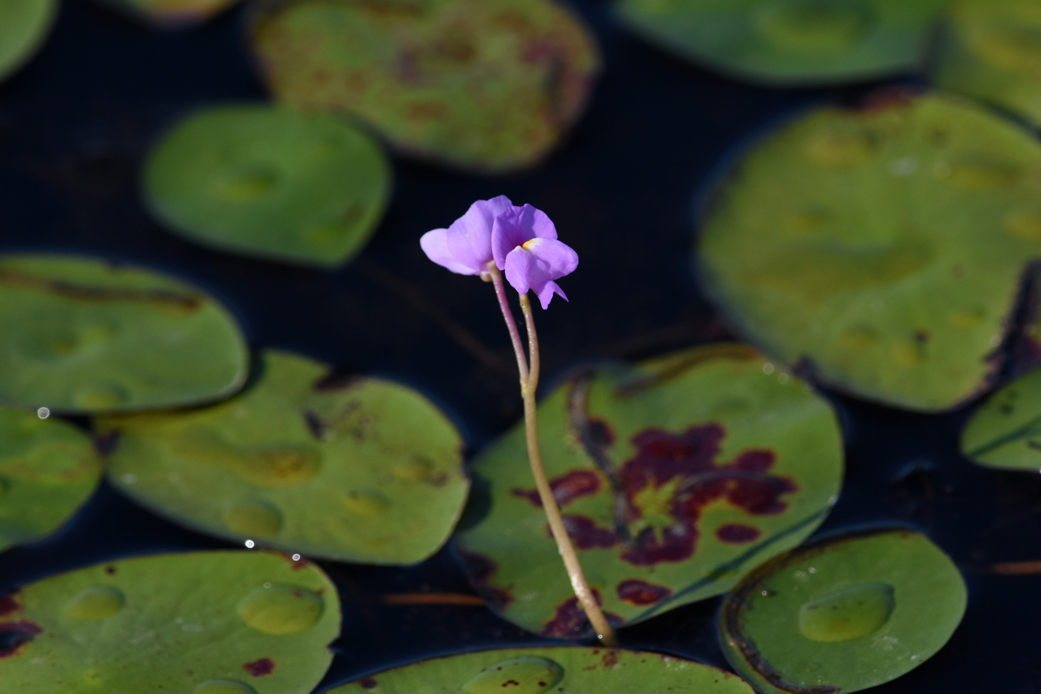 Utricularia purpurea