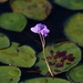 Purple Bladderwort - Photo (c) Mark Kluge, some rights reserved (CC BY-NC), uploaded by Mark Kluge