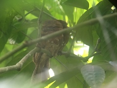 Batrachostomus cornutus