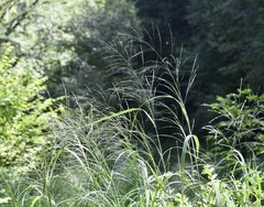 Glyceria elata