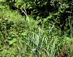 Glyceria elata