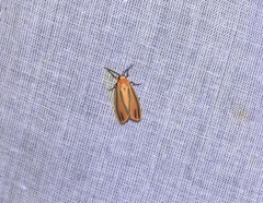 Hypoprepia miniata