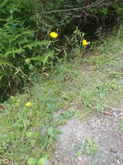Hieracium umbellatum umbellatum