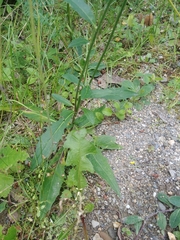 Hieracium umbellatum umbellatum