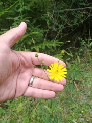 Hieracium umbellatum umbellatum
