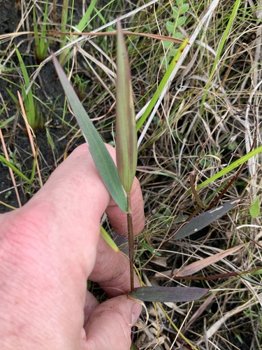 erectleaf panicgrass (Dichanthelium erectifolium)
