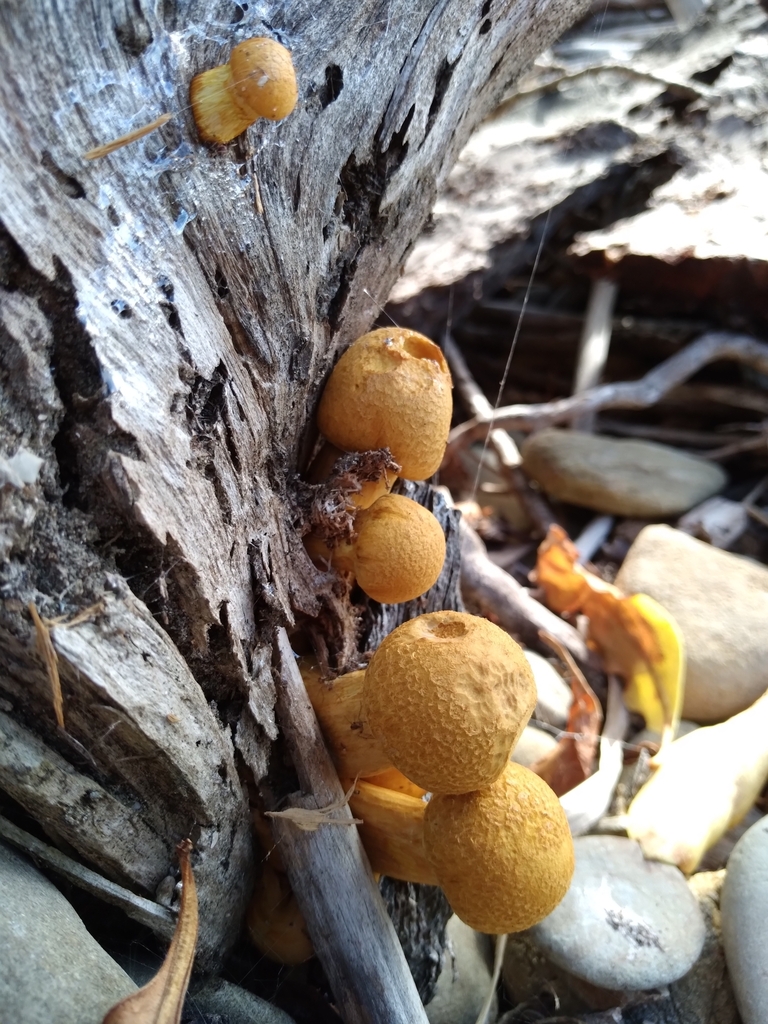Gymnopilus junonius · March 2025 · photo: © robert42956 (iNaturalist, )