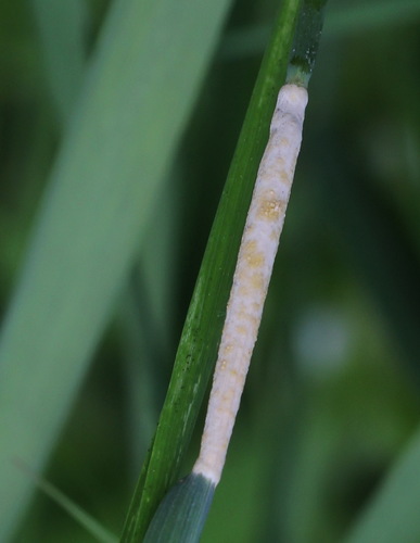 Žolinis žiedgrybis nuotrauka