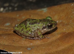 Pseudophilautus regius