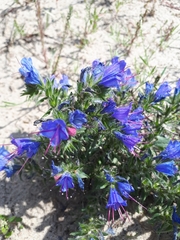 Echium vulgare
