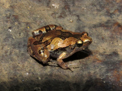 Microhyla ornata