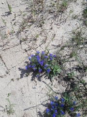 Echium vulgare