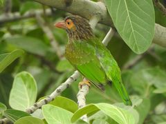 Psilopogon zeylanicus