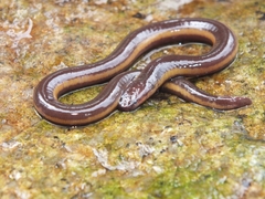Gymnophiona
