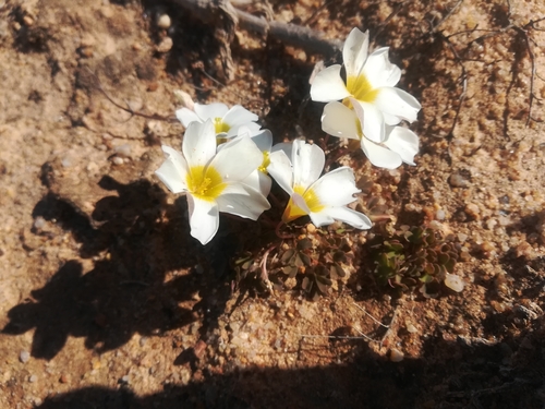 Image of Oxalis annae by (c) Noeleen du Toit, some rights reserved (CC BY-SA)
