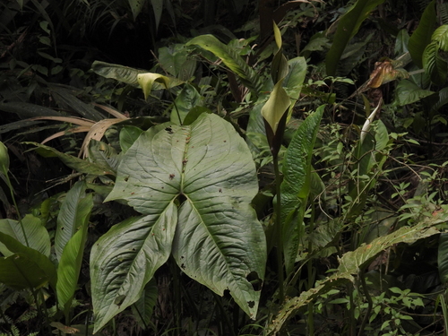 Urospatha grandis, photograph 3