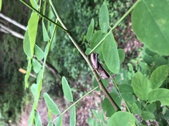 Parapodisma tenryuensis