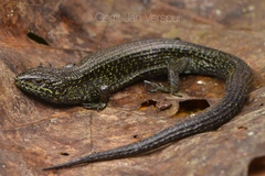 Abronia monticola