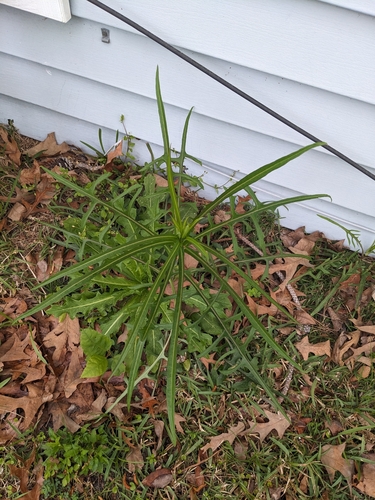 Image of Lactuca graminifolia by no rights reserved