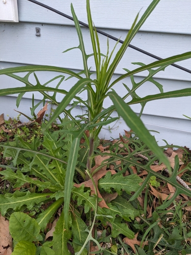 Image of Lactuca graminifolia by no rights reserved