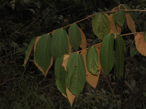 Luehea seemannii - Whole tree