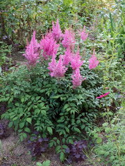 Astilbe × arendsii