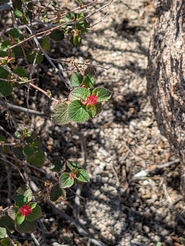 Image of Acalypha californica by (c) Sergey, some rights reserved (CC BY)
