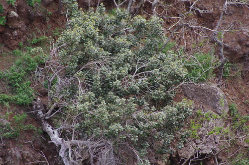 Planchonella sandwicensis observed 2025-03-17