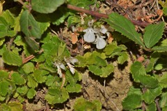 Teucrium pyrenaicum guarensis
