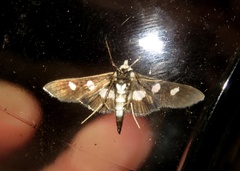 Desmia maculalis
