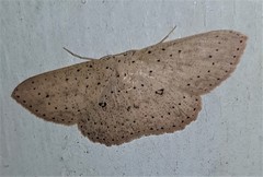 Cyclophora turneri