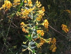 Daviesia umbellulata