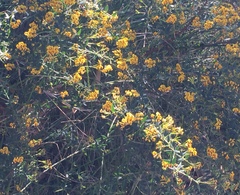 Daviesia umbellulata