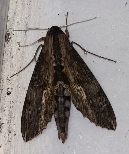 Alope Sphinx