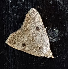 Tolpiodes oligolasia