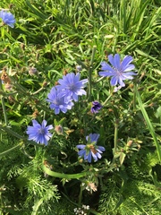 Cichorium intybus