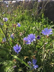 Cichorium intybus