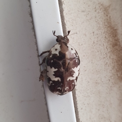 Protaetia aurichalcea