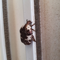 Protaetia aurichalcea