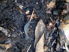 Pseudoeurycea mixteca